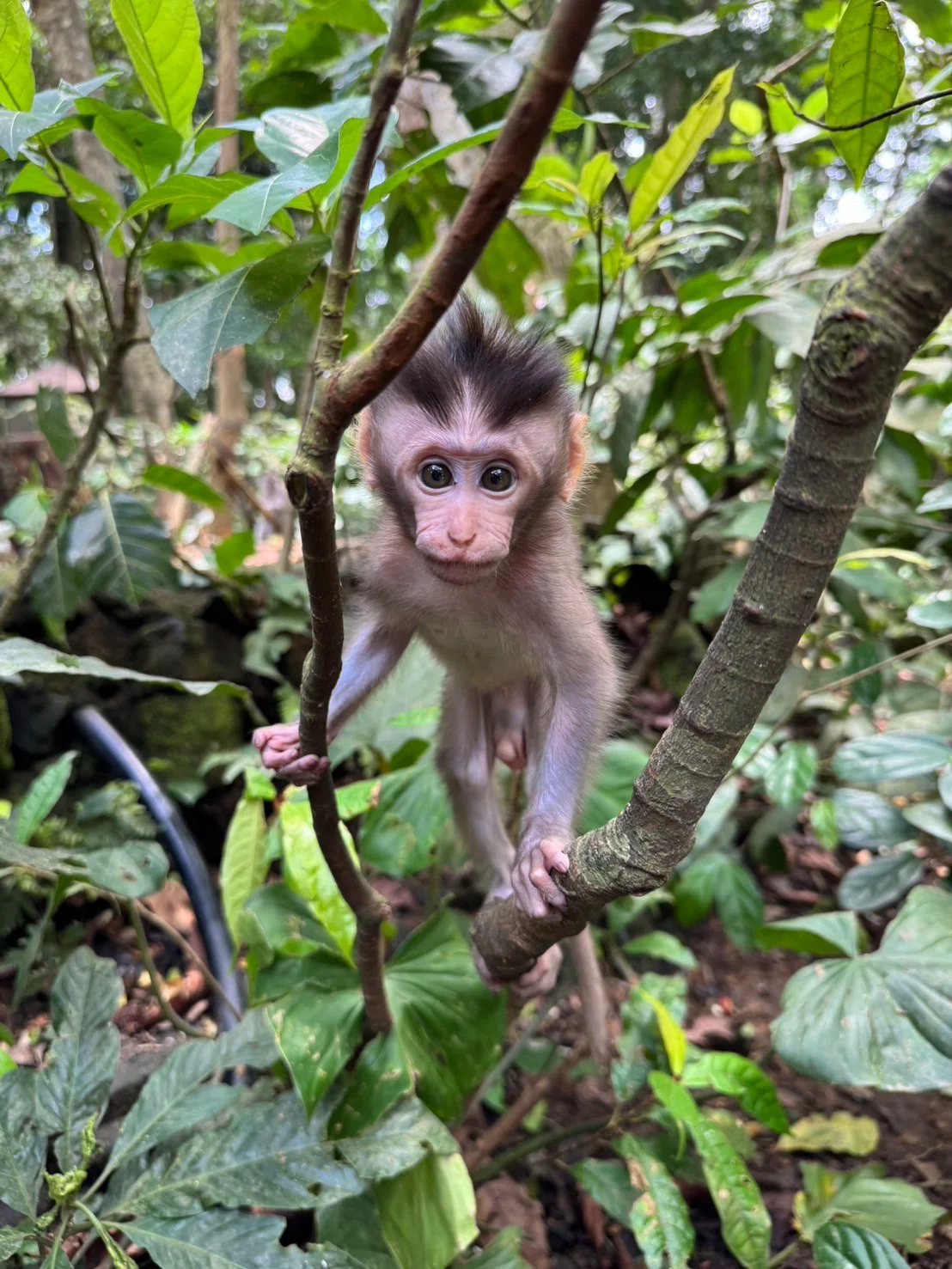 バリ島編#3｜ウブド② サルにひっかかれ、空に吊るされる🐒🪂 ｜❊モブ