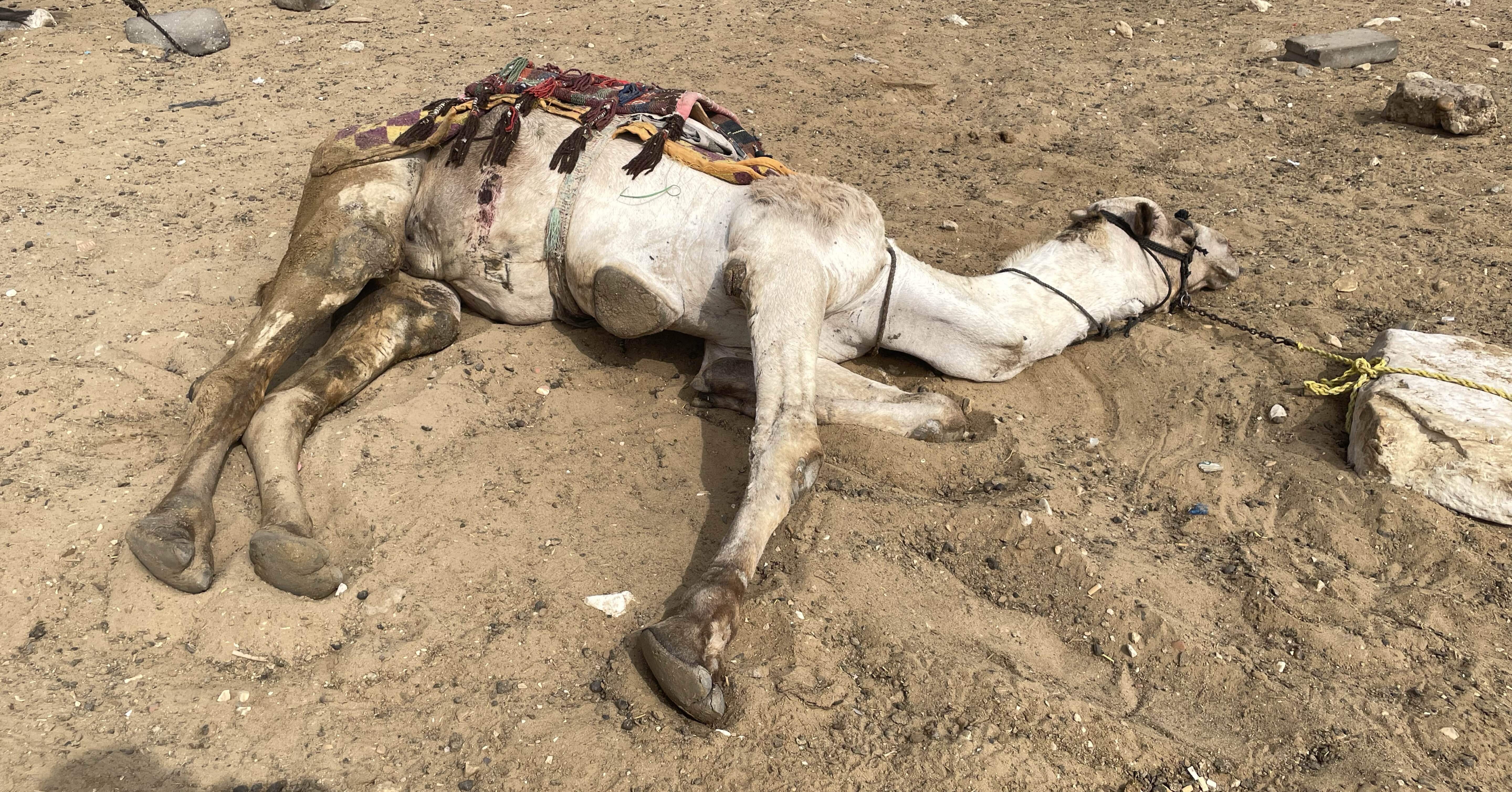 9acc74a62378eceee7354e75414e05