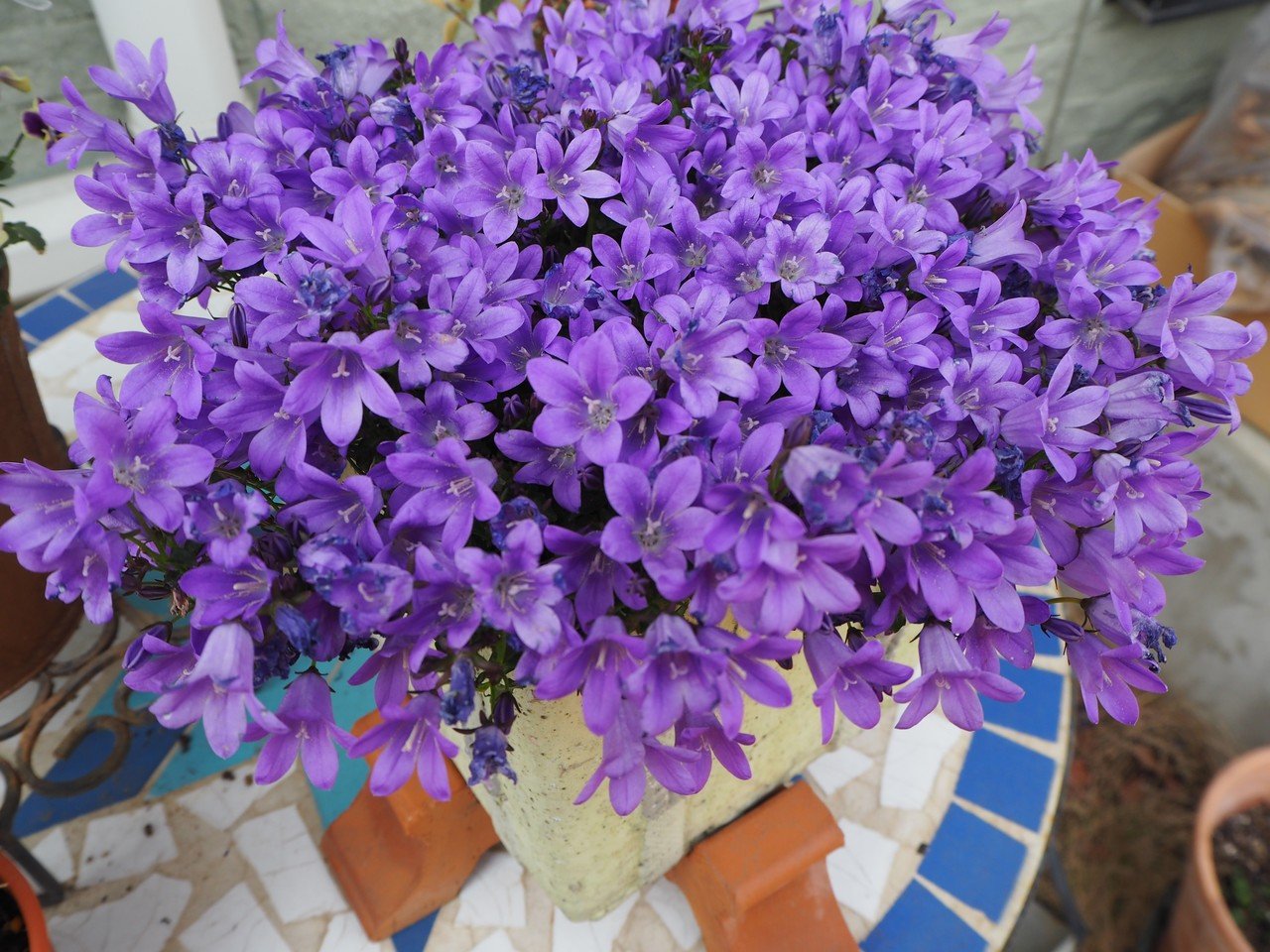 1年中咲いてくれる 我が家のベルフラワー オトメギキョウ の育て方とかわいさを語る らいむ Note 1年中咲いてくれる 我が家のベルフラワー オトメギキョウ の育て方とかわいさを語る らいむ Note