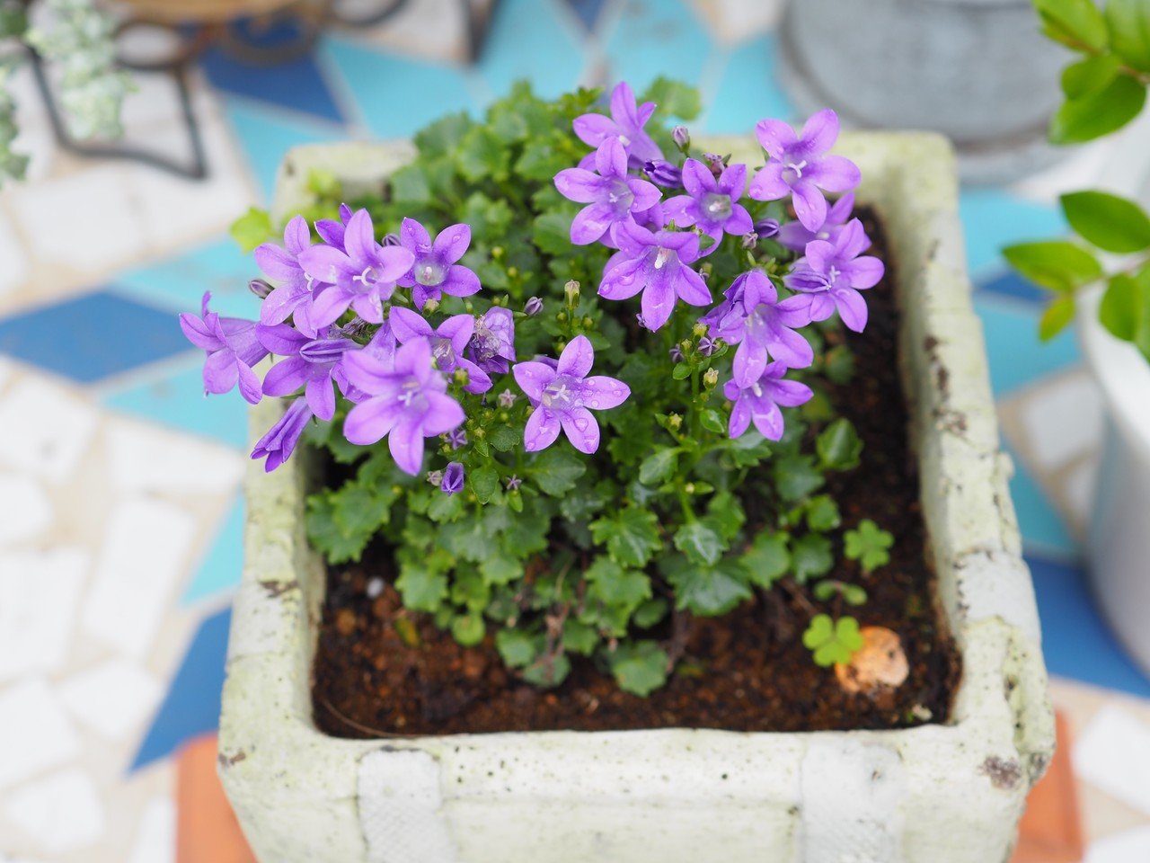 1年中咲いてくれる 我が家のベルフラワー オトメギキョウ の育て方とかわいさを語る らいむ Note 1年中咲いてくれる 我が家のベルフラワー オトメギキョウ の育て方とかわいさを語る らいむ Note