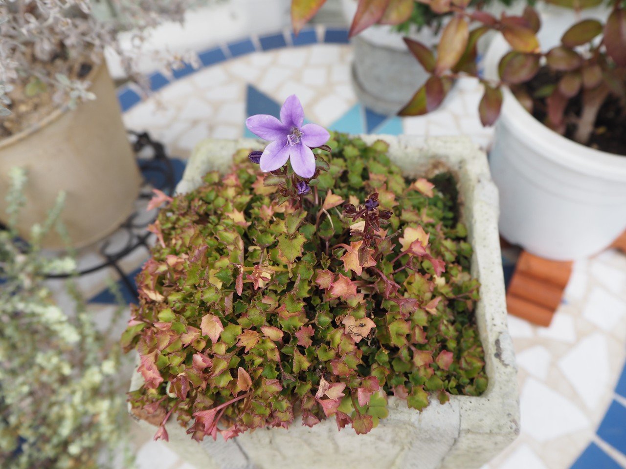 1年中咲いてくれる 我が家のベルフラワー オトメギキョウ の育て方とかわいさを語る らいむ Note 1年中咲いてくれる 我が家のベルフラワー オトメギキョウ の育て方とかわいさを語る らいむ Note