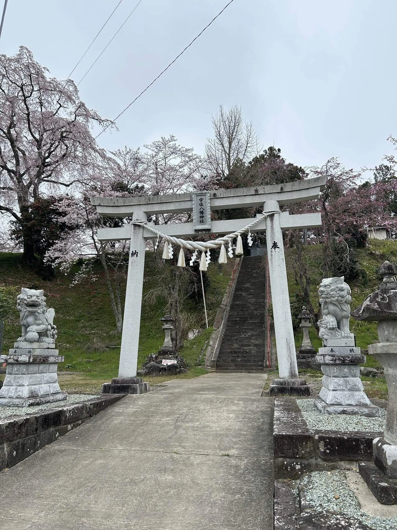 仙台市泉区の桜情報｜仙台盛り上げ隊・sakku