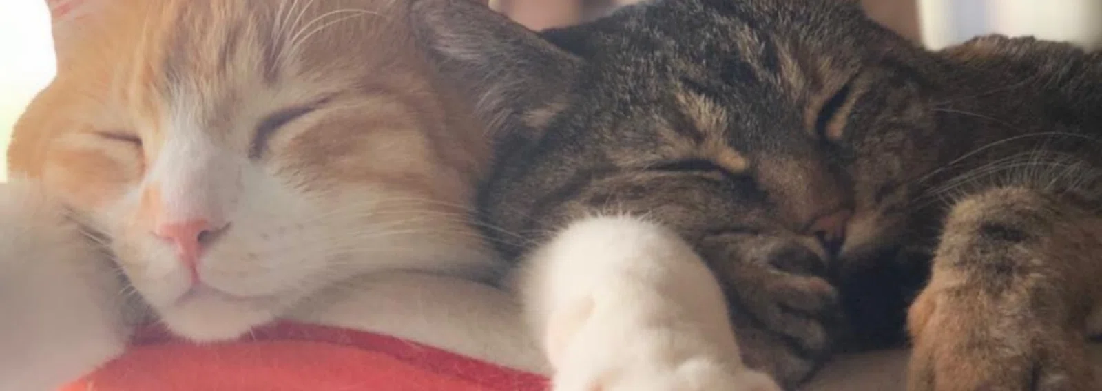 あやのちゃん🐈｜note