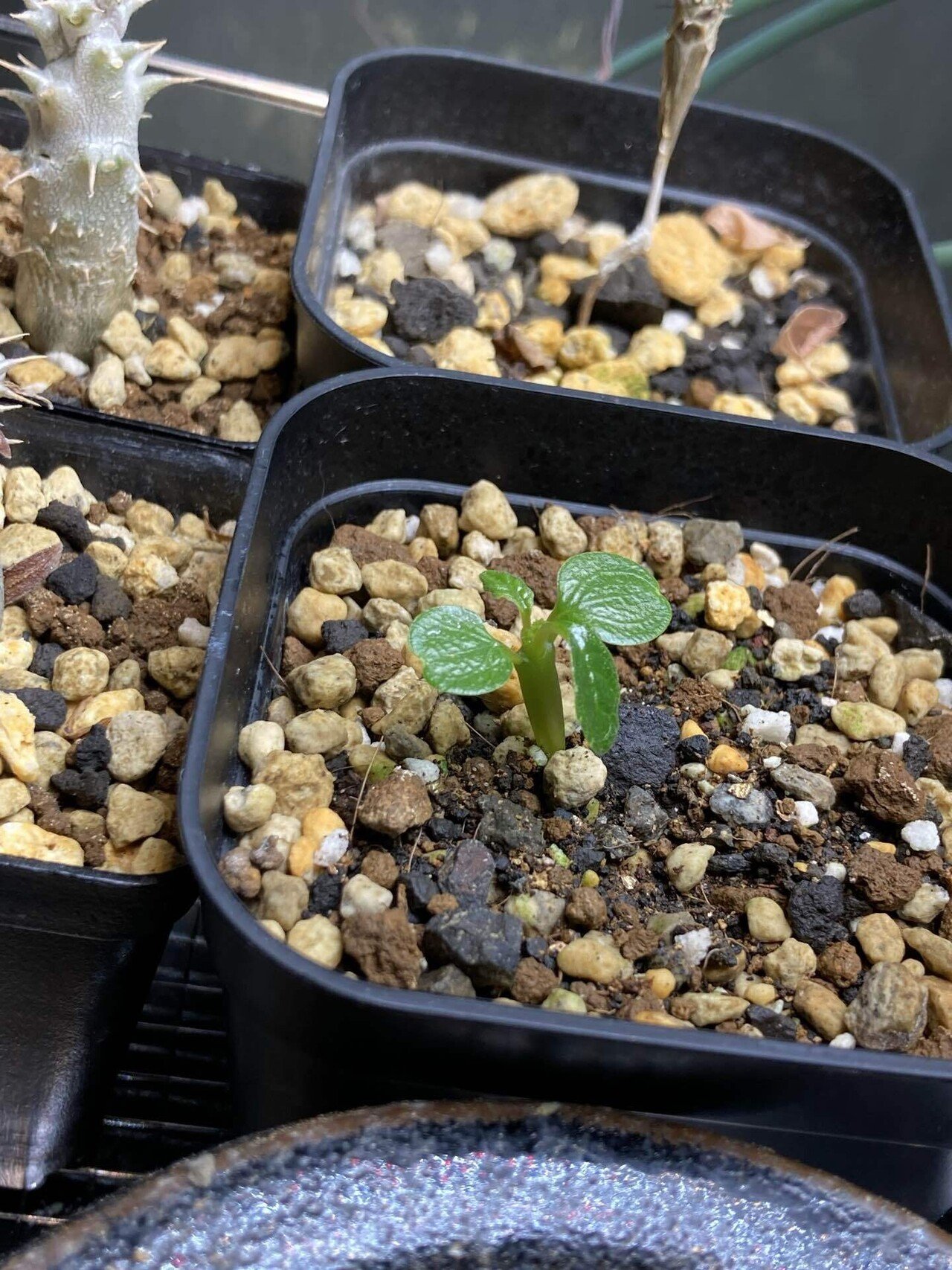 塊根植物」の人気タグ記事一覧｜note ――つくる、つながる、と