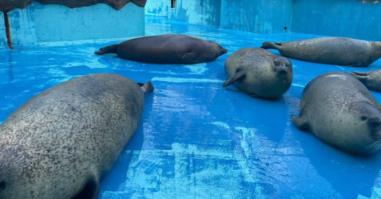 展示のみ☆らっゴマちゃん アザラシ らっこ 展示のみ☆らっこ