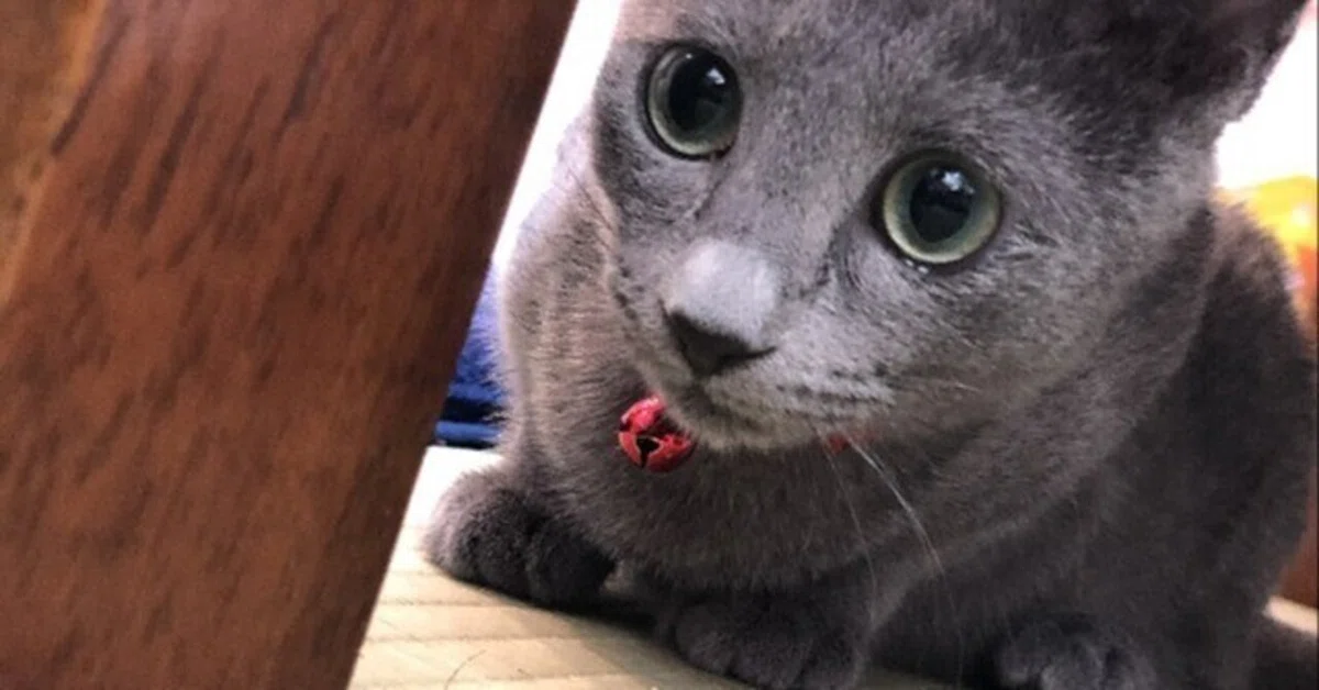 本日の猫ですニャー 2025.03.25(1)|チャイナ零弌