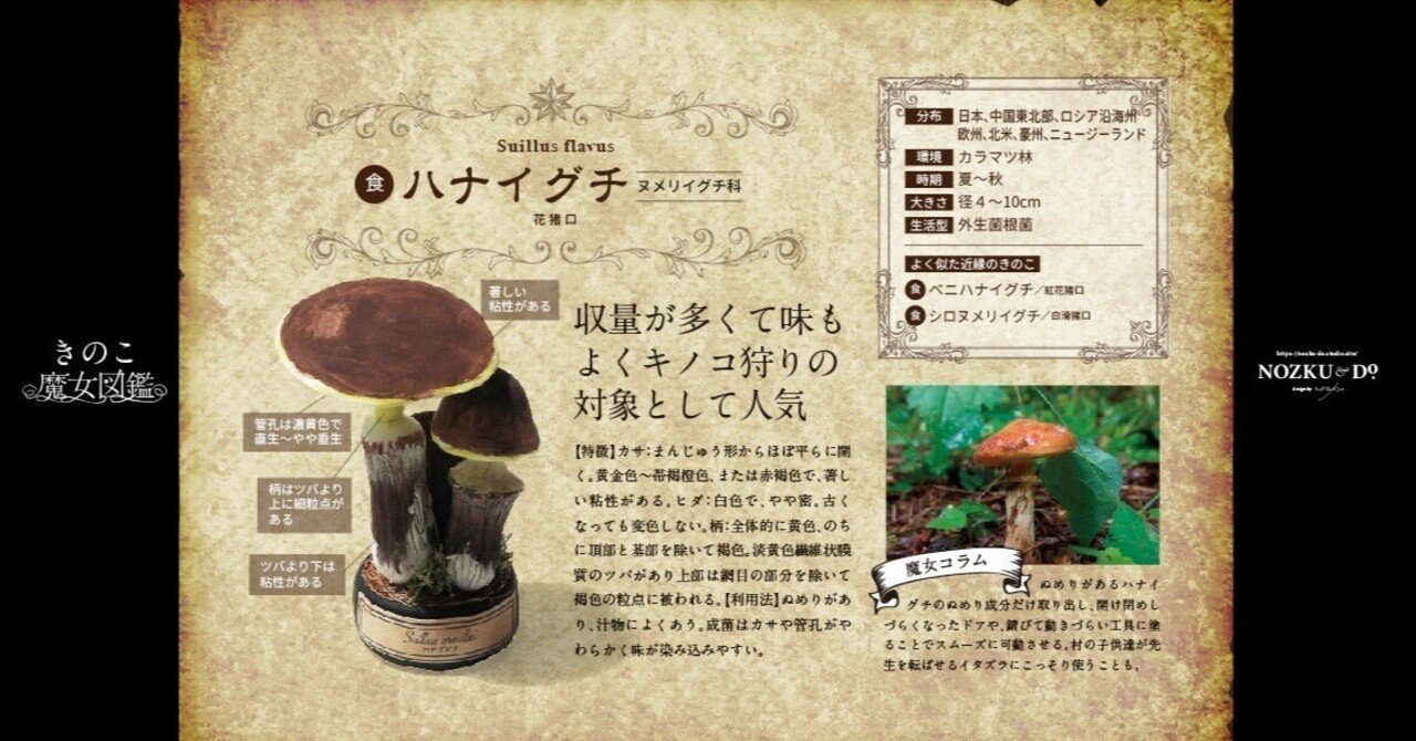 きのこ魔女図鑑No.008｜花猪口（ハナイグチ）｜nozku_do