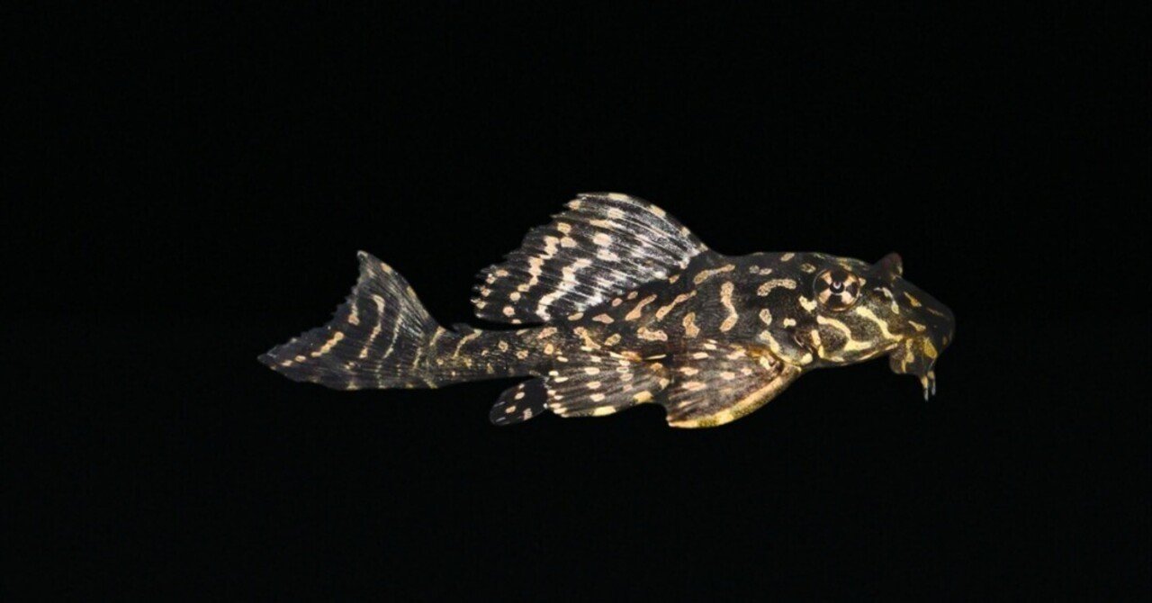 熱帯の魚、木彫、セイルフィン·プレコ rectangle_large_type_2_aca06c4