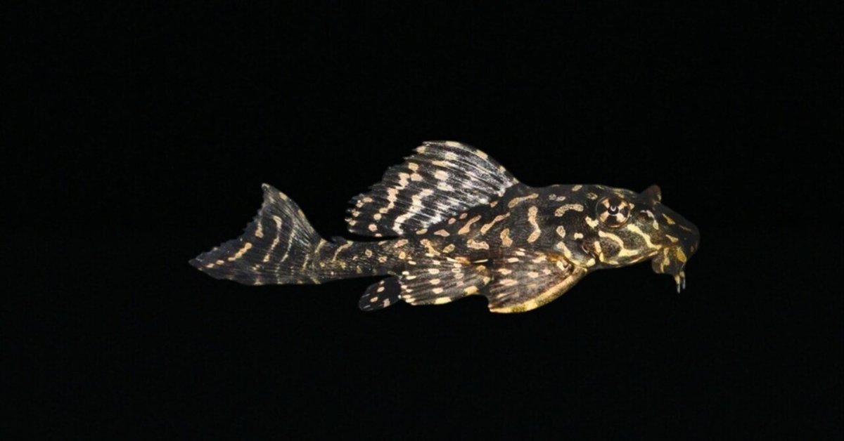 オレンジスポットセルフィンプレコ｜熱帯魚・プレコの仲間