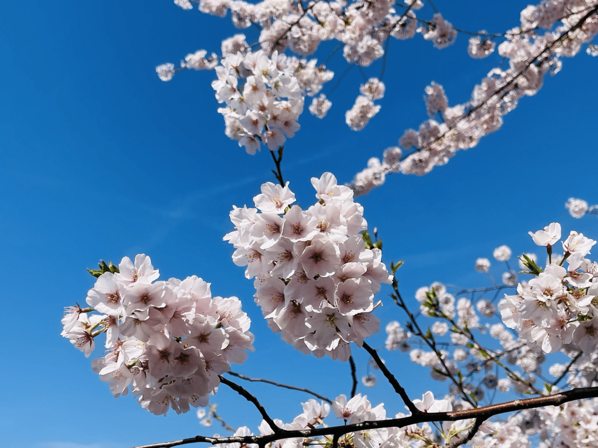 旅行記】ワシントンD.C. 満開の桜｜ののこ｜アメリカ暮らし