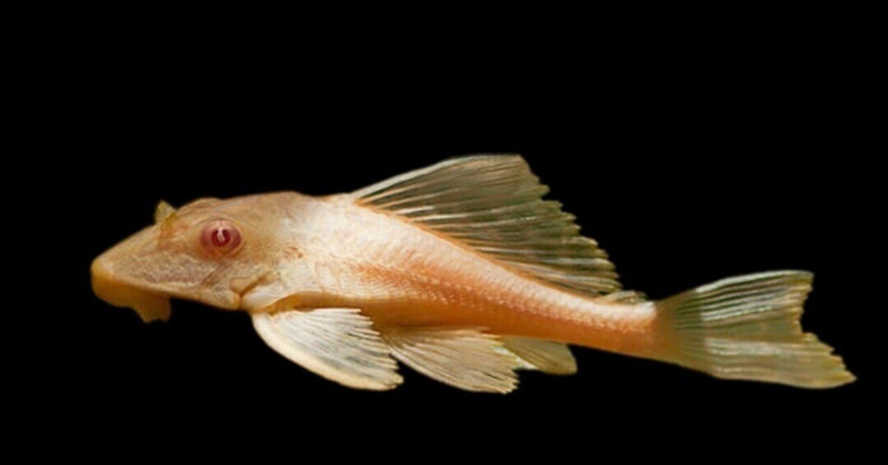 アルビノセルフィンプレコ　35cm アルビノセルフィンプレコ 35cm