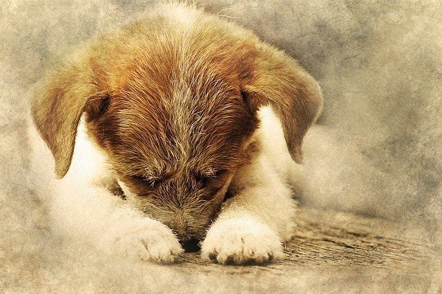 犬好き必見の可愛いワンコのたまらない寝姿に癒やされる やらぽん のほほんqol 護身道研究家 Note