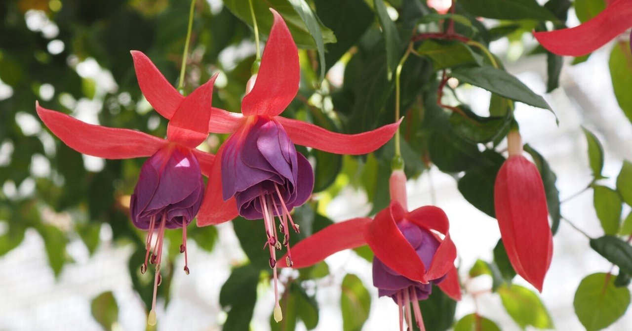 赤花風蘭とカシノキランのタブ吊り下げ 赤花風蘭とカシノキランのタブ吊り下げ 彼岸花と猫2種+菊繋ぎ紋2面