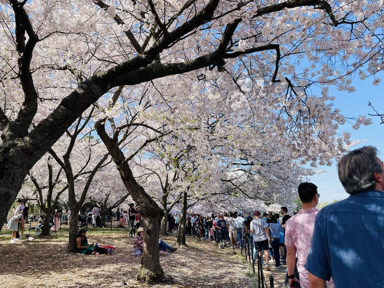 旅行記】ワシントンD.C. 満開の桜｜ののこ｜アメリカ暮らし