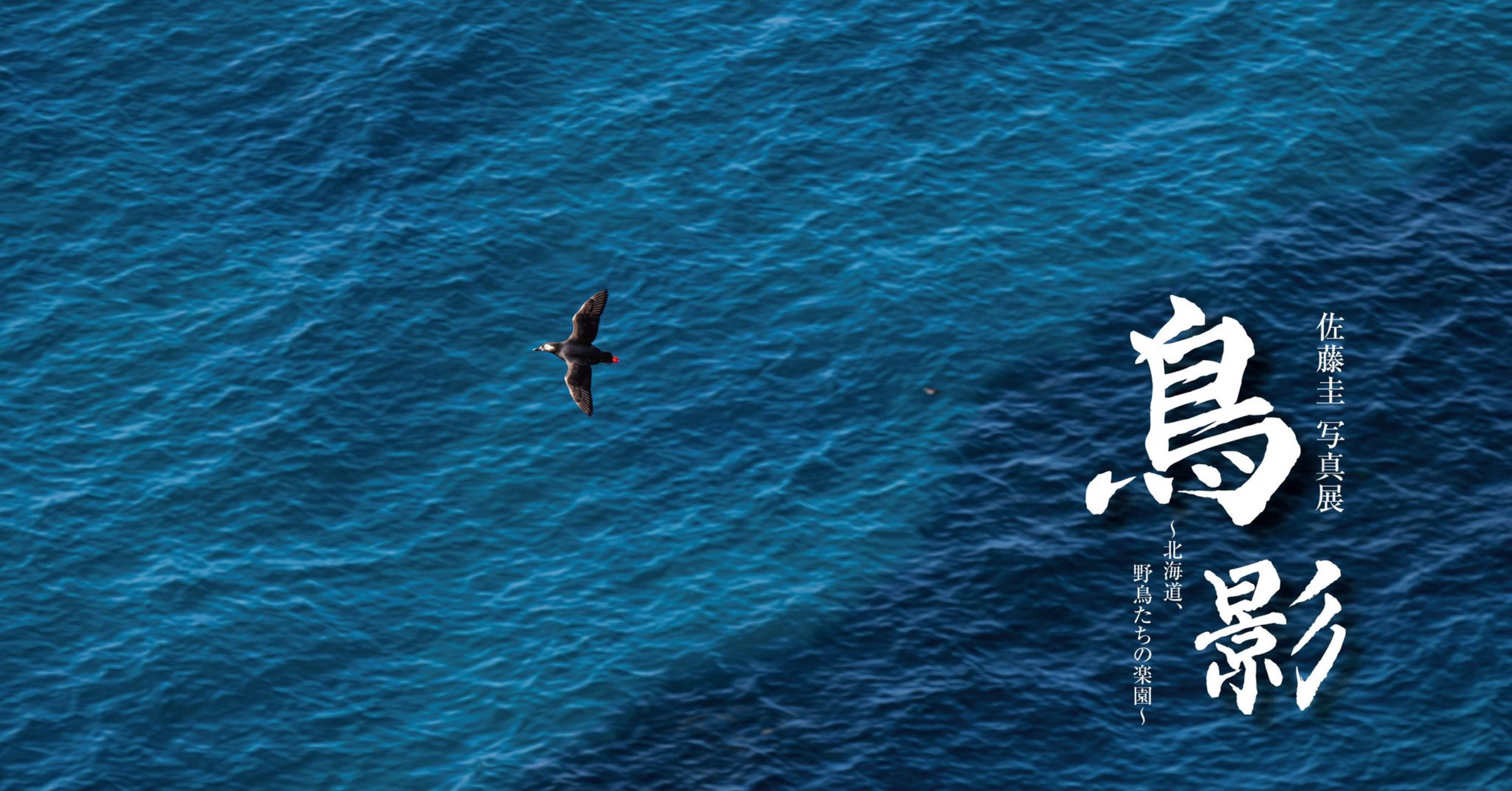 佐藤圭写真展『鳥影〜北海道、野鳥たちの楽園』in札幌｜動物写真家