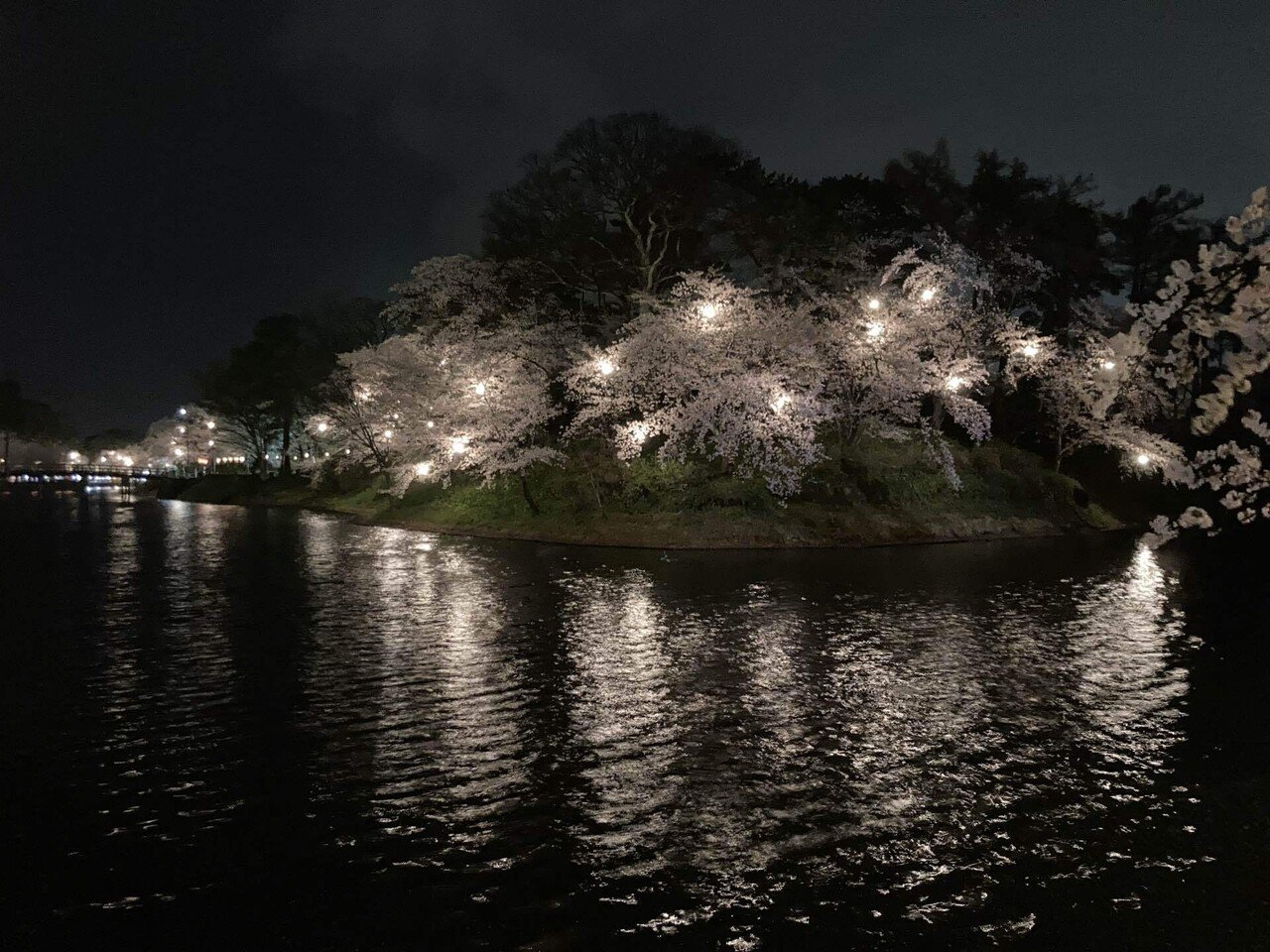 夜桜に会いにいく〜日本三大夜桜だそうですよ♪｜はたけのいす