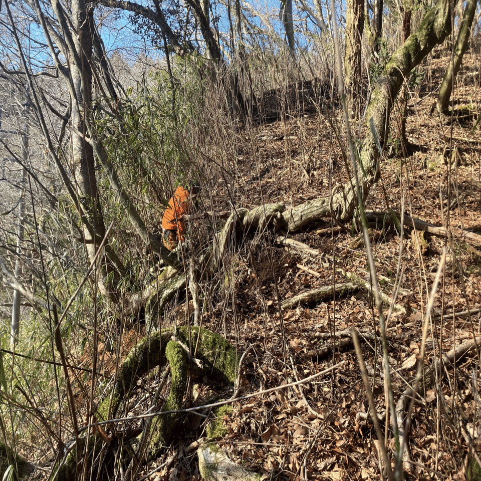 丹沢山麓庵通信vol.11-3｜舘野鴻 アトリエ丹沢山麓庵