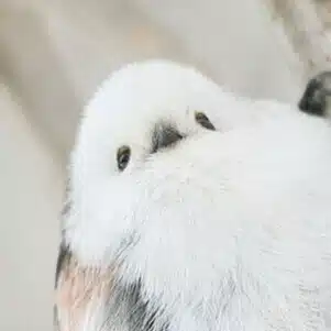 えながゆうき