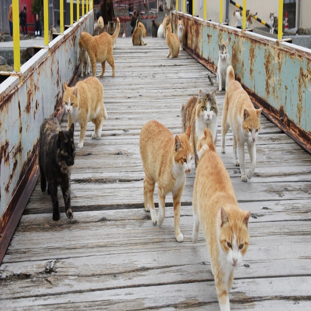猫の楽園！猫島・愛媛青島の猫70匹があと2年でいなくなる日｜かさこ