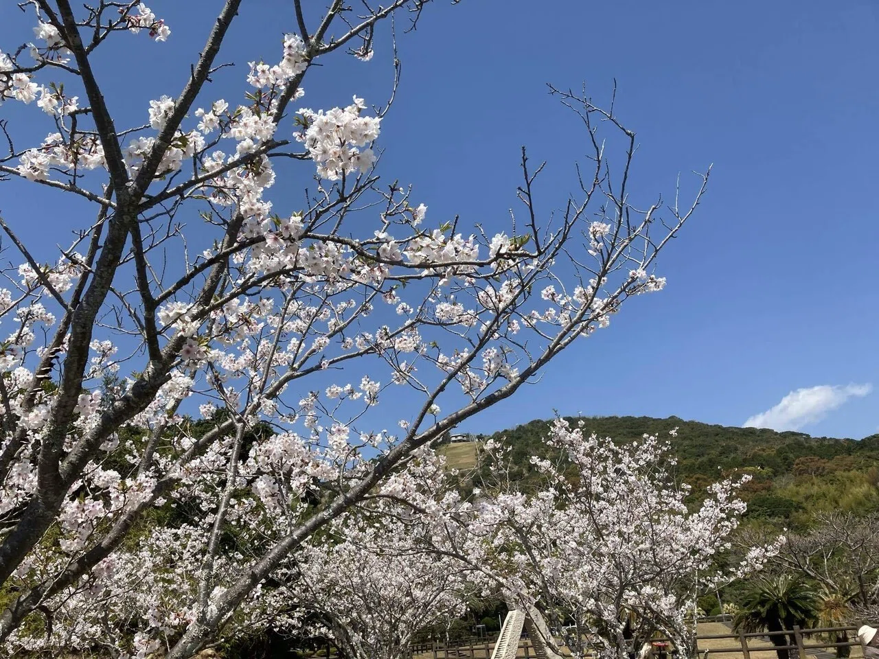 緑色の桜「御衣黄」｜浦風