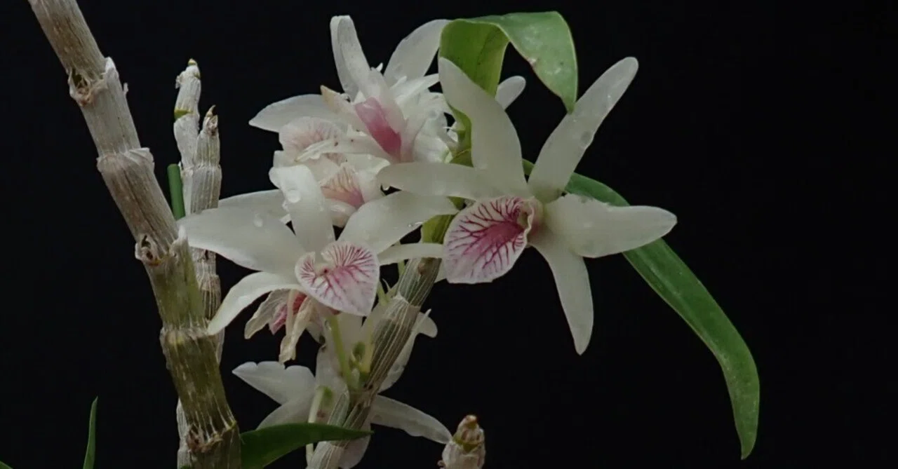 デンドロビウム イエローチンサイ 'マジカルカラー' (Dendrobium
