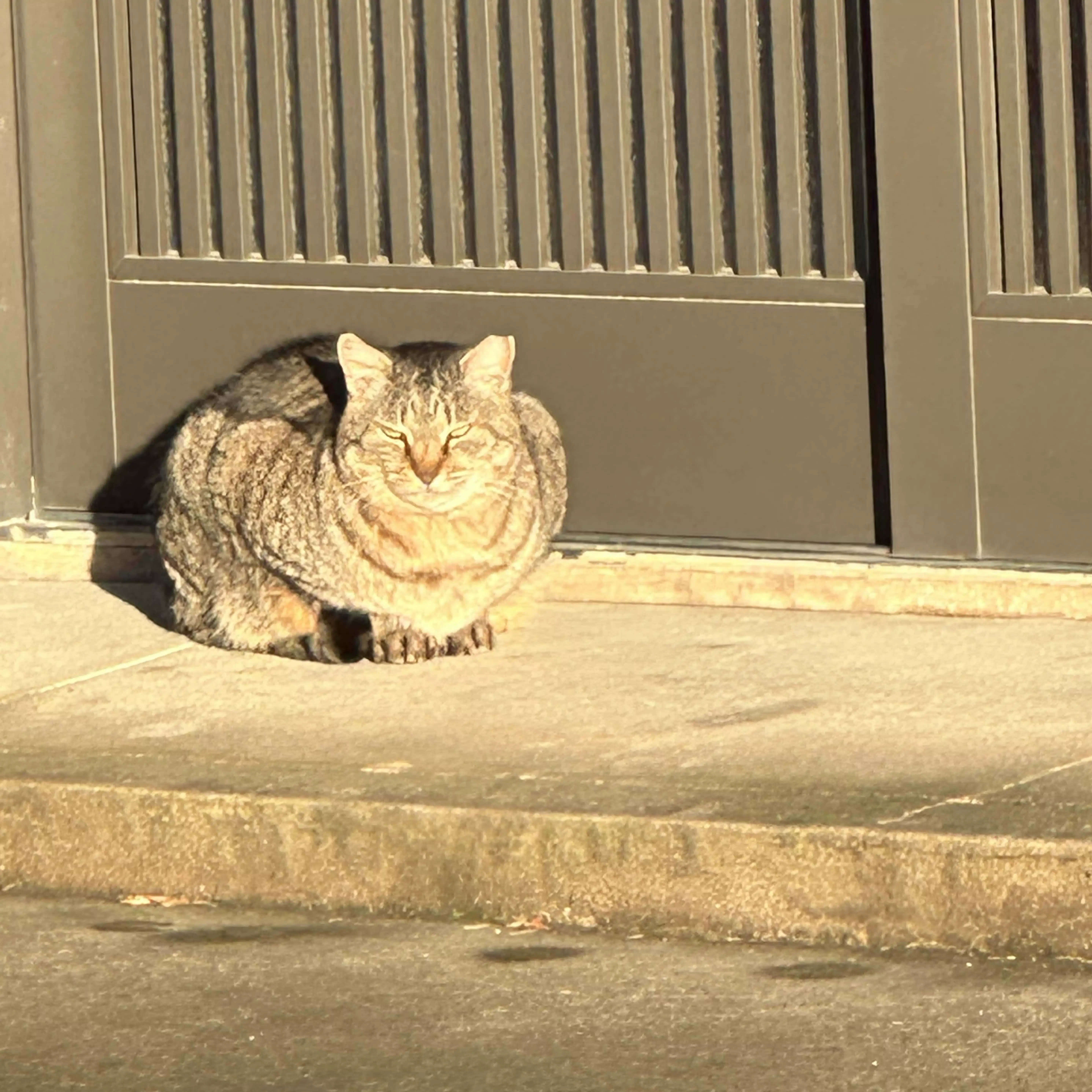 ねこターボ