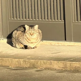 ねこターボ