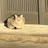 ねこターボ