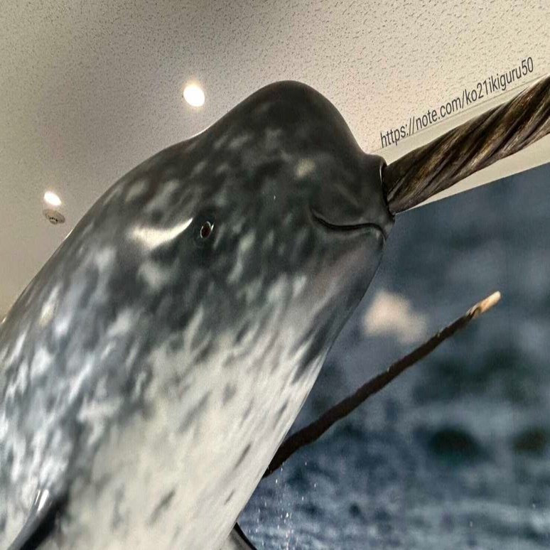 イッカク」牙から浮かぶ幻獣の姿｜いきものぐるり