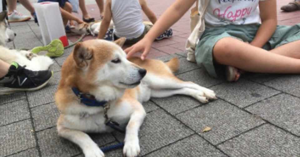 環境省の犬猫 殺処分ゼロの定義を明確化し 譲渡困難な犬猫を殺処分数