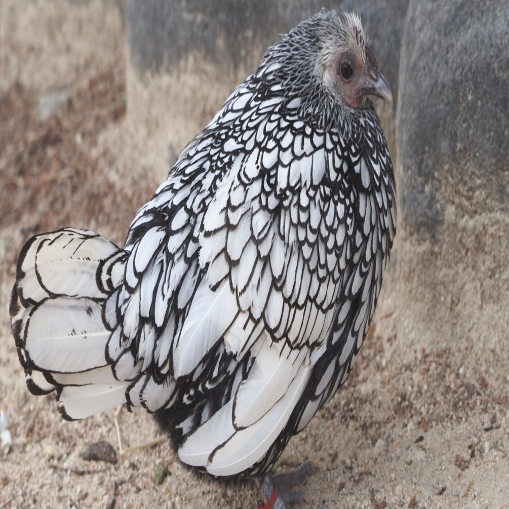 にわとり イギリス産のニワトリ│セブライト Sebright chicken｜M_ayumi