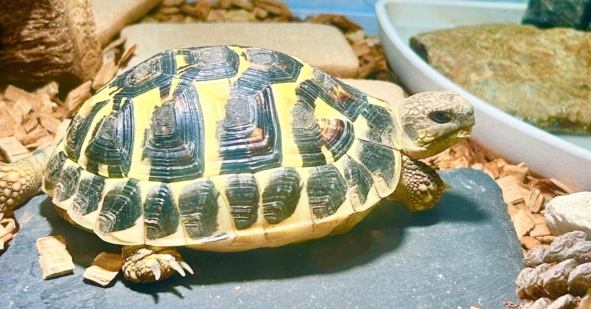 飼育環境紹介『照明編』植物用LEDライトレビュー｜クル＠まめごはん