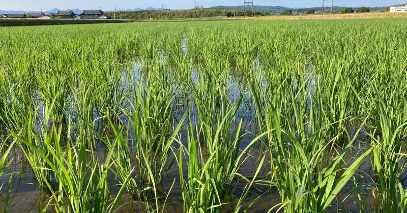試し読み】『満洲の農村社会――流動する労働力と農家経営』｜慶應
