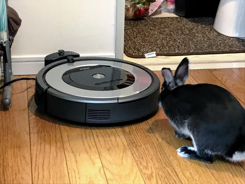ウサギを飼ってみて感じたこと だいず ぽまちむ Note