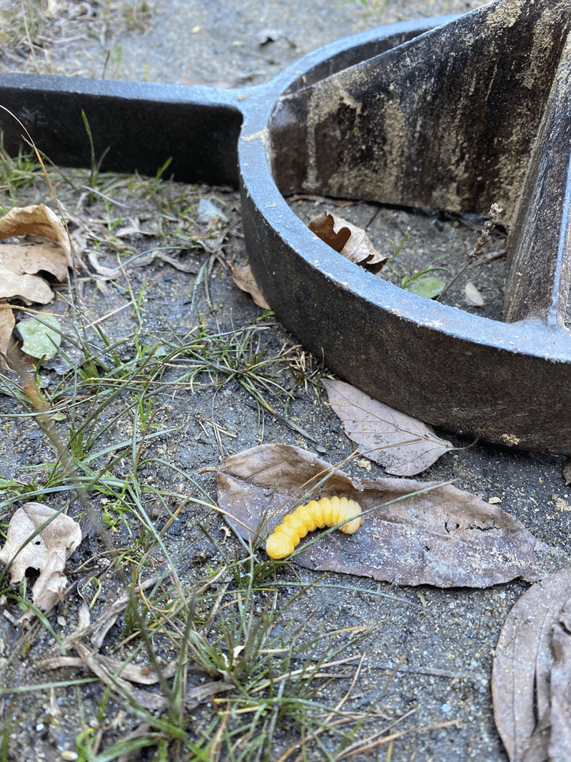 竹炭を焼く ドラム缶窯編 29森コネクション Note 竹炭を焼く ドラム缶窯編 29森コネクション Note