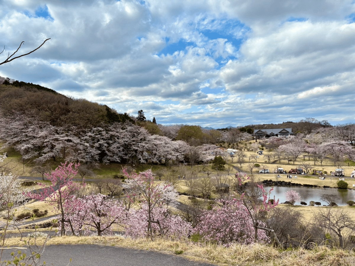つがの里　桜
