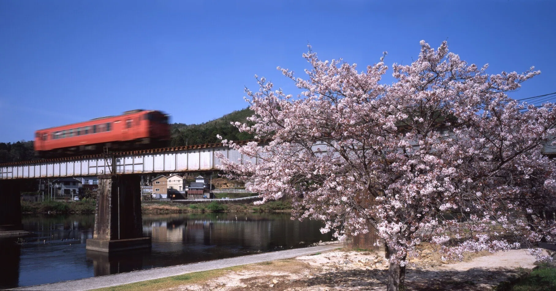 桜と電車と鉄橋と、写真。｜Miyake