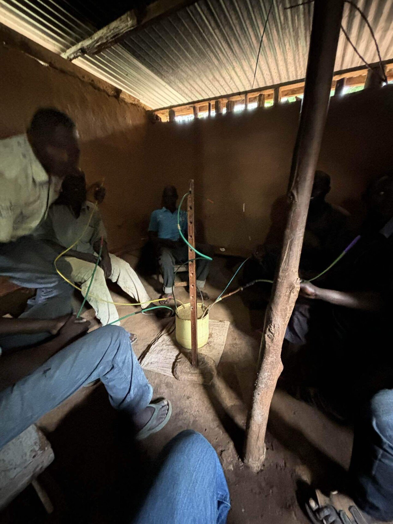 山採り　ウリハダカエデ 山取 ウリハダカエデ 山採り ウリハダカエデ （山野草）盆栽