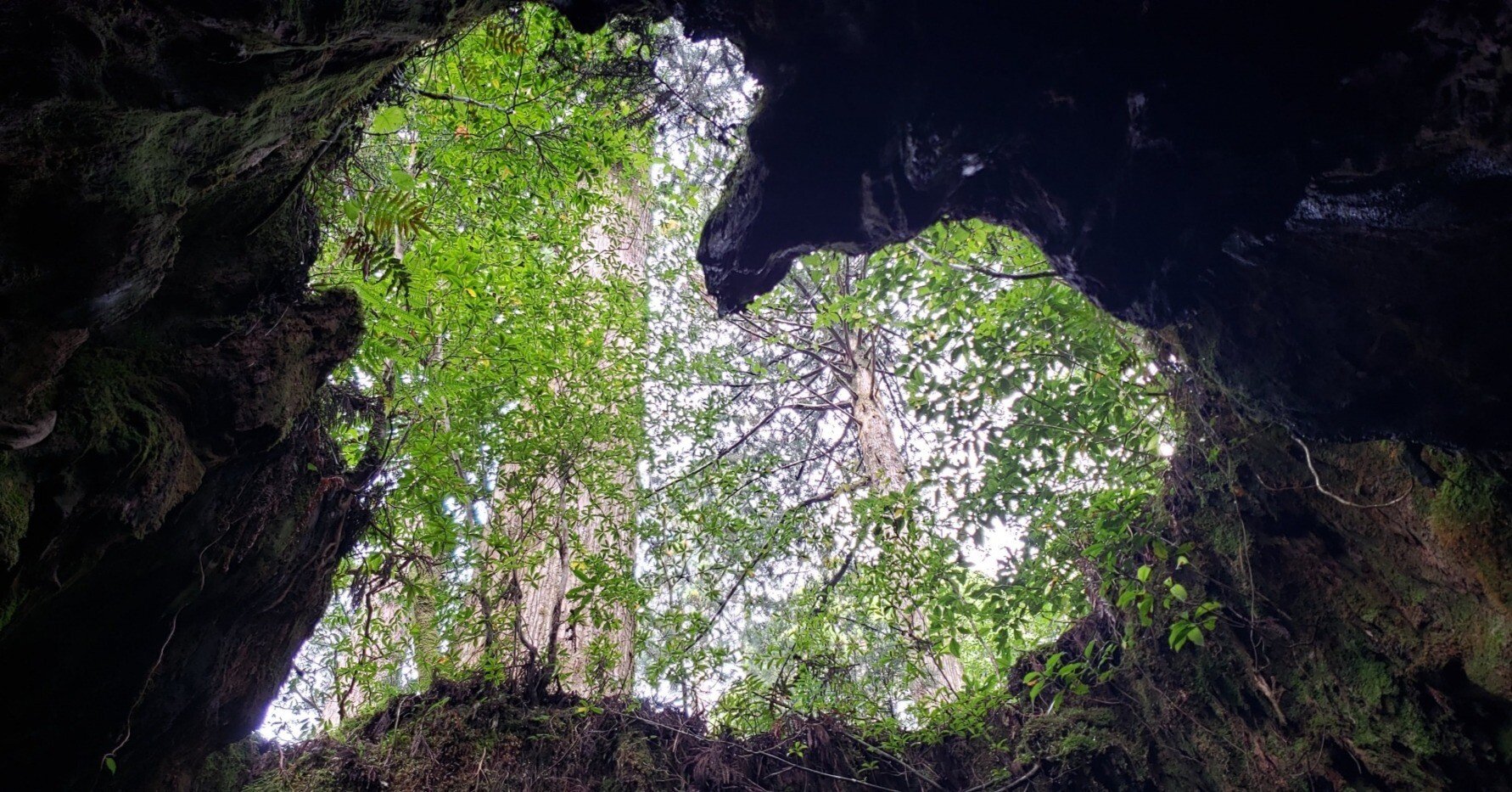 屋久杉泡瘤　鹿児島県屋久島　屋久杉　パワーウッド　プレミアムストーン 屋久杉泡瘤 鹿児島県屋久島 屋久杉 パワーウッド プレミアムストーン