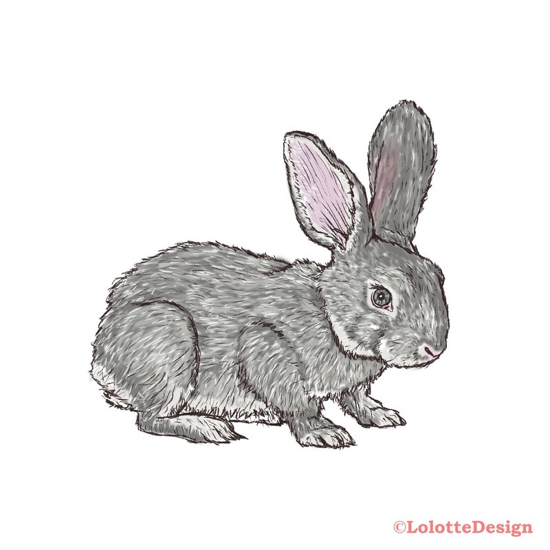 動物研究図鑑 うさぎvol 3 Note0038 アニマルイラストレーターryo Note