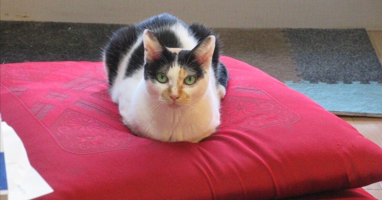 1回だけ生きたねこ（または、あるミケ猫の一生）｜皮肉屋ジョー