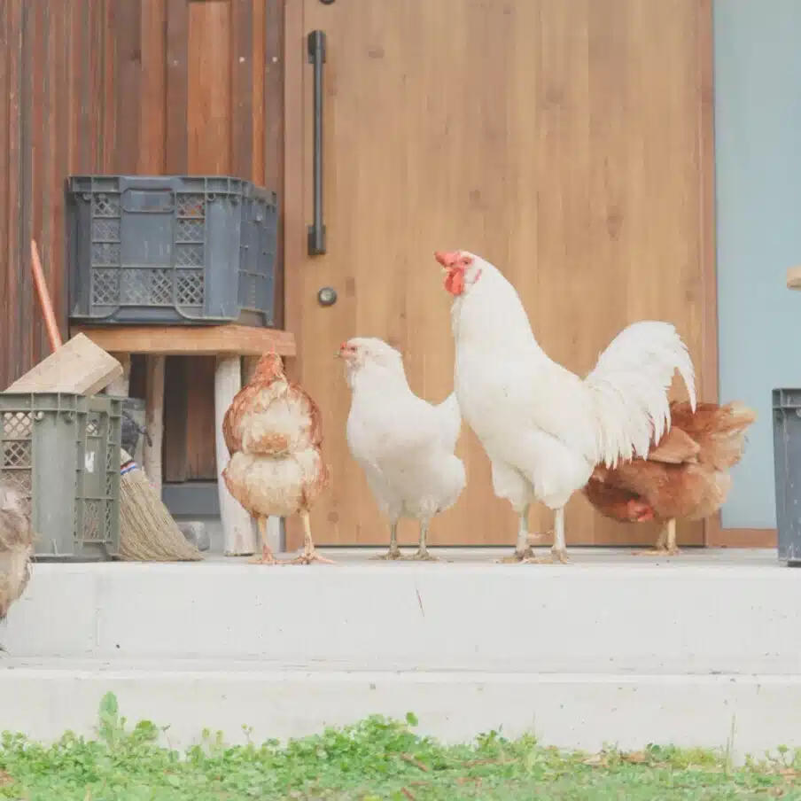 さきの山暮らし