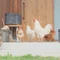 さきの山暮らし