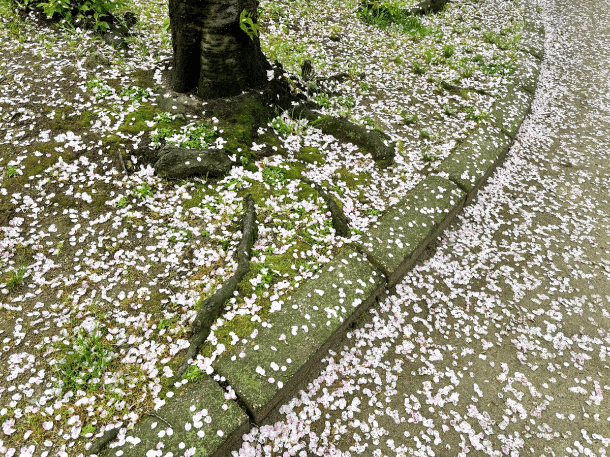 春いろさんぽ 《散る桜 残る桜も 散る桜》｜いろ