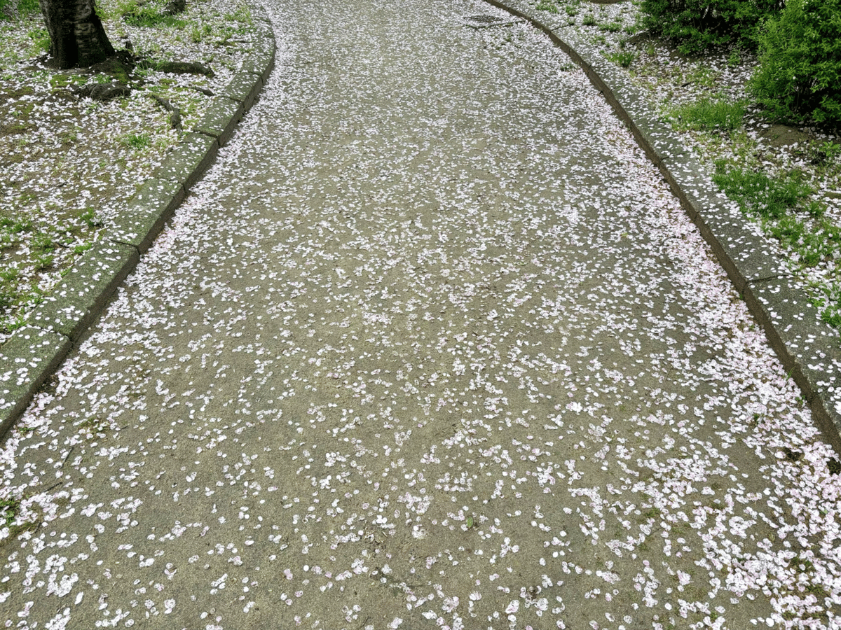 春いろさんぽ 《散る桜 残る桜も 散る桜》｜いろ