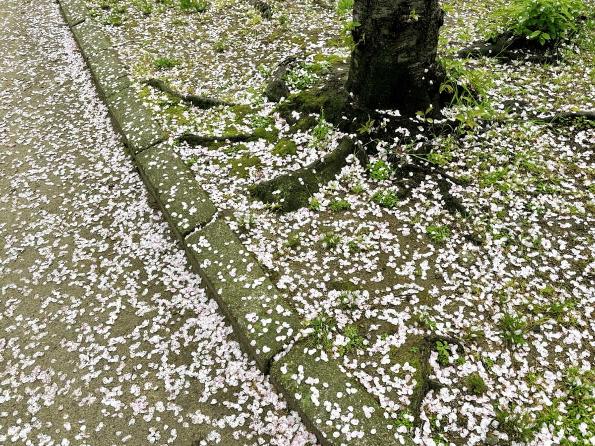 春いろさんぽ 《散る桜 残る桜も 散る桜》｜いろ