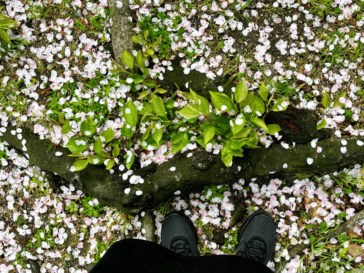 ぜんぶ君のせいだ。 on X: 