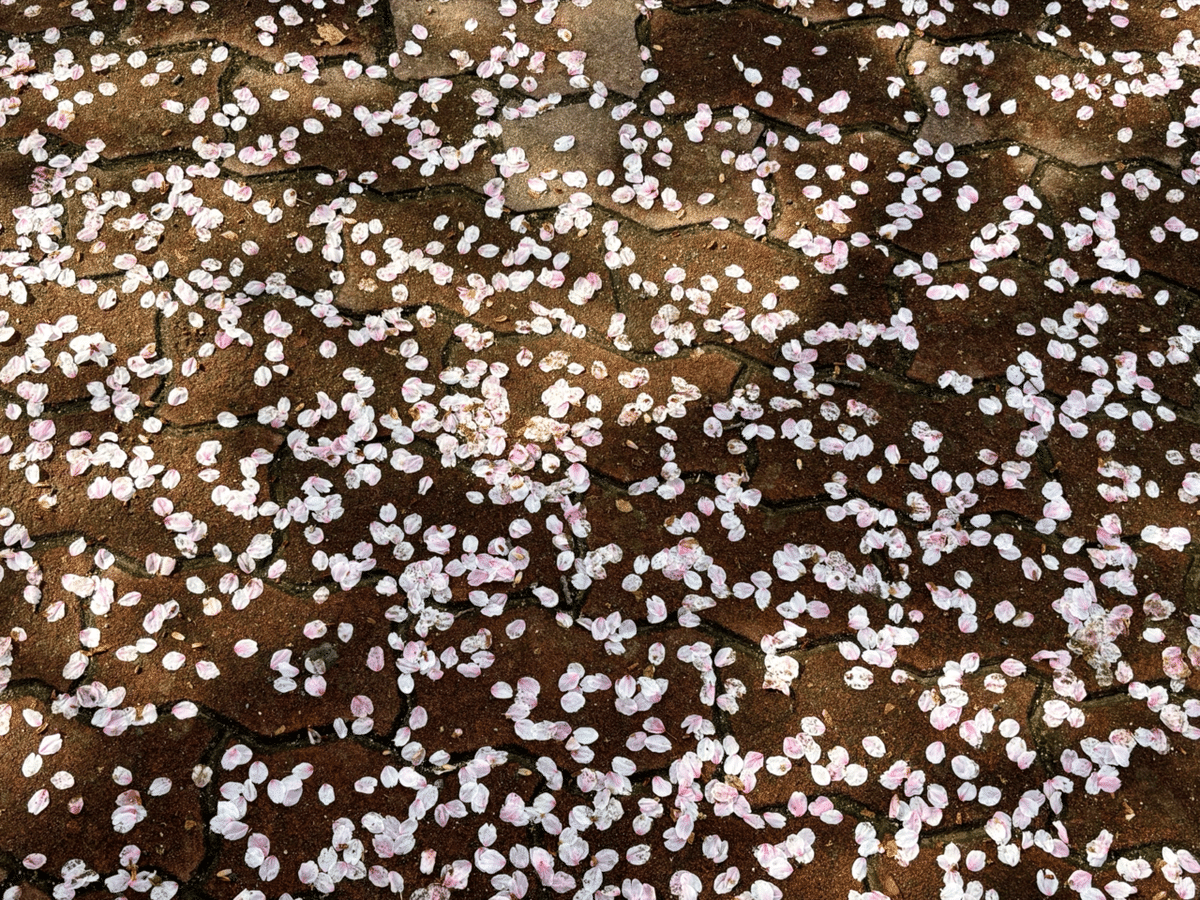 桜散る 京都の桜】京都・高瀬川沿いの桜並木 8分咲き（京都市中京区