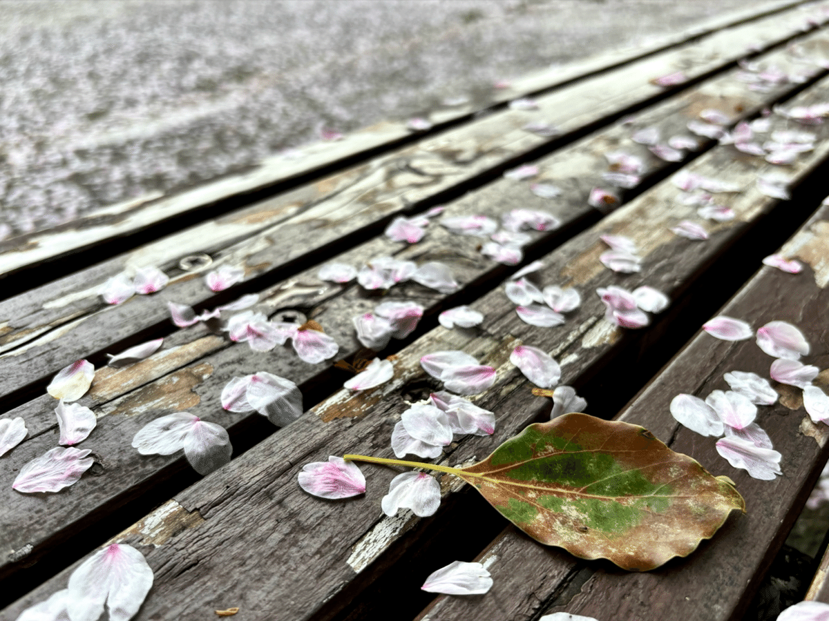 春いろさんぽ 《散る桜 残る桜も 散る桜》｜いろ