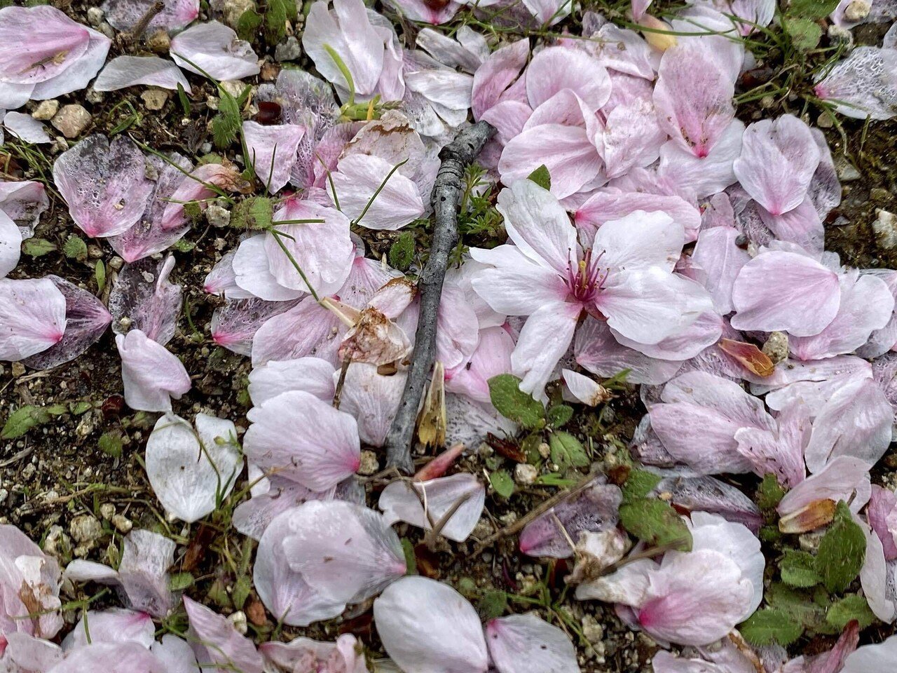 桜散る 桜散る景色：京都－嵐山・高雄パークウェイ入り口手前の桜 - YouTube